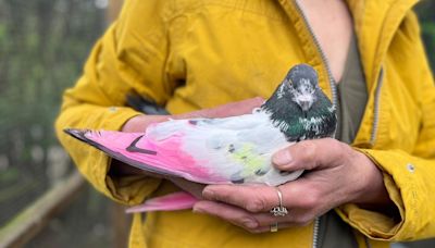 Stop dyeing birds for gender reveals, charity says