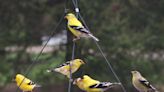 A certain type of bird is emptying feeders at a dizzying pace this spring