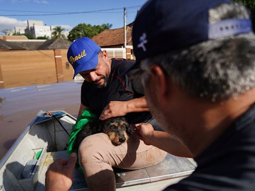 Makeshift shelter saves hundreds of dogs amid floods in southern Brazil