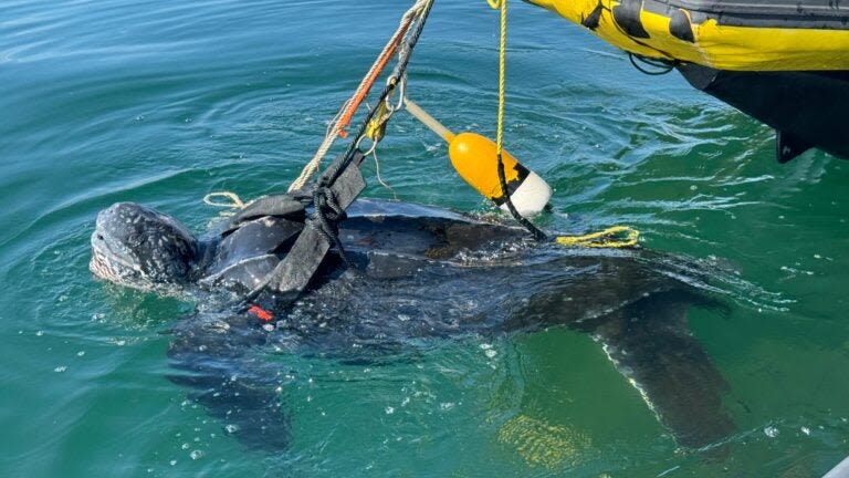 Rescuers save 400-pound sea turtle tangled in fishing gear off Cape Cod