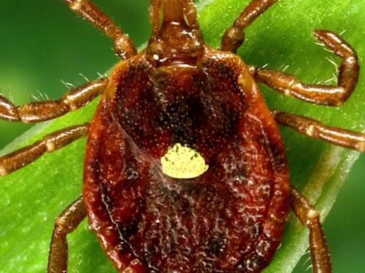 A lone star tick can give you a disease that makes you allergic to meat. Know how to spot it before it bites.