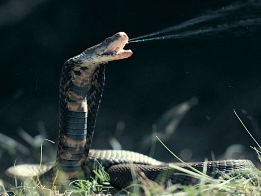 Common blood-thinning drug neutralises cobra venom