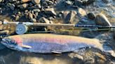 Angler Lands Giant Steelhead in Clearwater River, Breaks Idaho State Record