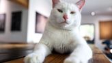 11 Little-Known Cat Care Tips Experienced Owners Want You To Know