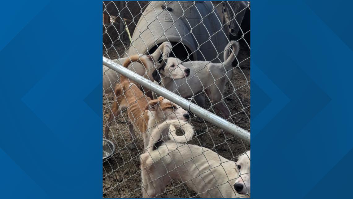 JCSO: 1 person arrested on 55 counts of aggravated animal cruelty in Jefferson Co., 63 dogs found at home