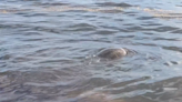 Familia de California rescata criatura marina de 400 libras atrapada en playa de las Islas Caimán