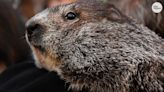 Groundhog Day 2023 livestream: Punxsutawney Phil makes his annual weather prediction