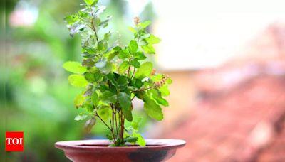 Planting Tulsi according to Vastu: Enhancing positive energy in your home - Times of India