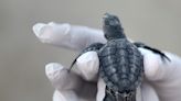 Here's what to know about first Padre Island sea turtle hatchling release of 2022
