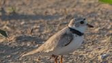 Piping plover Sea Rocket spotted on Chicago beach