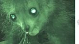 Video shows lemur picking its nose so deep it touches the back of its throat, then eats it — behavior previously unknown to science