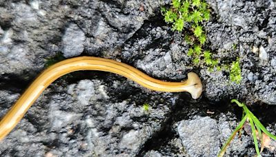 Should you kill hammerhead flatworms?