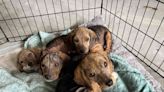 Litter Of Tiny Beagle Puppies Rescued From Virginia Dumpster: “So Pitiful It Broke My Heart”