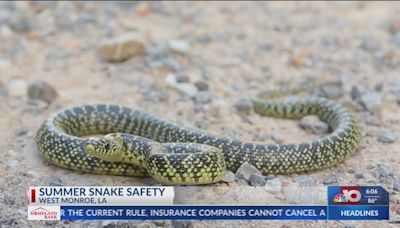 Watch out for snakes! What to do if you are bit
