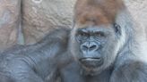 Gorilla at Saint Louis Zoo named Little Joe dies from heart disease, zoo officials say