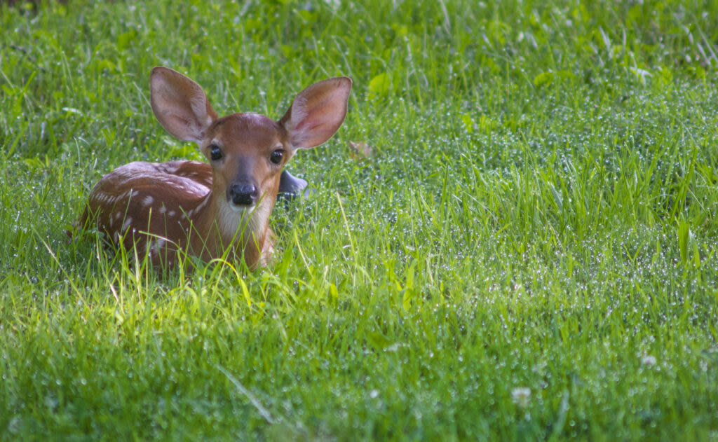 Republican lawmaker wants hunting rights expanded in Michigan