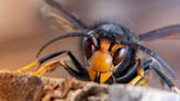 UK warned Asian hornet invasion looms as sightings of insect skyrocket