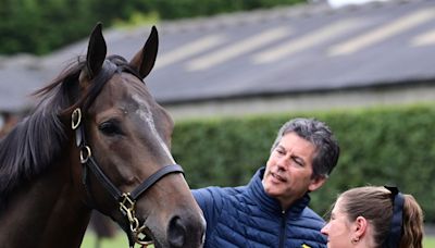 'He's a beautiful, beautiful horse' - Malone captivated by €185,000 Harzand relation to Long Run at Derby Sale