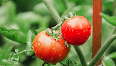 How Often to Water Your Tomatoes—and the Best Way to Do It