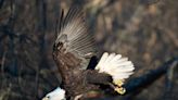 The bald and beautiful. Here's why NJ's bald eagle population continues to thrive