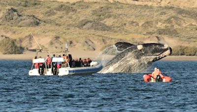 Llegan las ballenas: enterate cuáles son las fechas perfectas para ir a Puerto Madryn