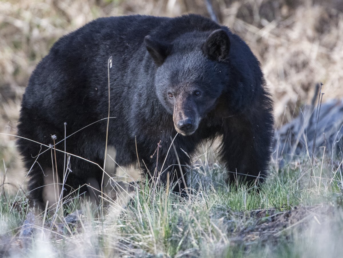 Black bear encounters are rising fast in these states