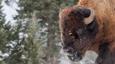 Yellowstone Bison Face Endangered Species Act Review