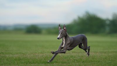 AKC Announces Its 'Fastest Dog' Winner of 2024