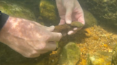 The 10,000th hellbender is released into Missouri river. Watch ‘snot otter’ swim away
