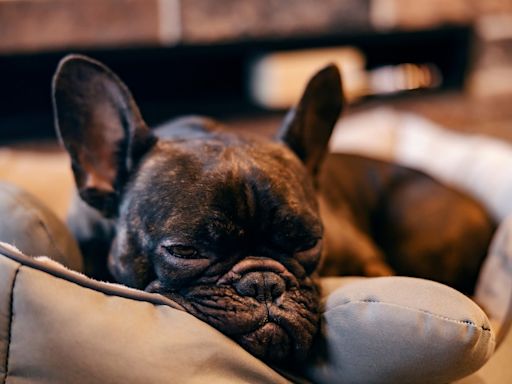 French Bulldog’s Mom Drags Her Along Shopping and She Decides It’s a Great Time for a Nap