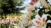 Learn why this Spring the beautiful Lily flower gets the spotlight