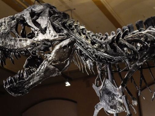 Tyrannosaurus rex could have been even bigger than previously thought, study suggests