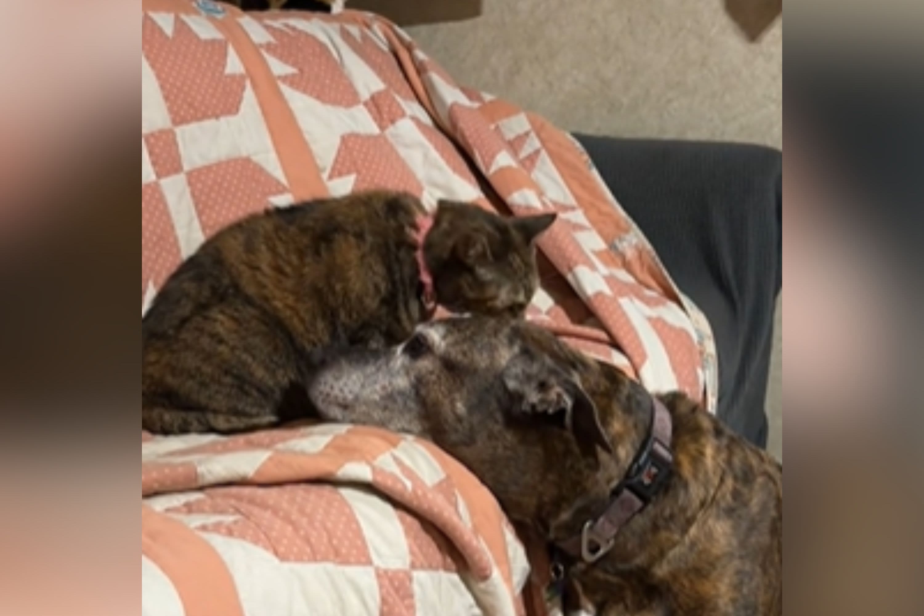 14-year-old dog's sweet daily request to cat sibling melts hearts