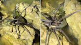Watch: Terrifying spider catches and eats fish