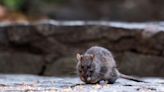 New York City gets creative with measures to address its massive rodent problem: 'Rat sightings down nearly 14%'