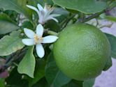 Lime (fruit)