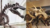 'Apex' auction prompts heated debate over private dinosaur fossils