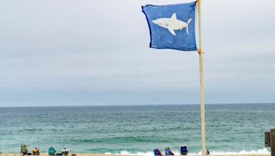 Experts Issue Shark Warning for Popular U.S. Beach Ahead of Memorial Day