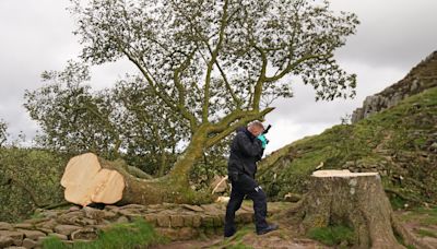 Two men charged over felling of Sycamore Gap tree