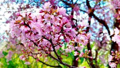 Festa da Cerejeira: promessa de cor e beleza neste fim de semana