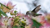 High-speed cameras finally reveal how acrobatic hummingbirds fly through narrow gaps