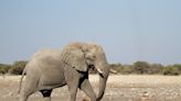 Botswana gets green light for trophy hunting from global regulatory body
