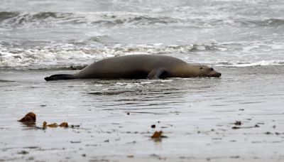 Outbreak of neurotoxin killing unprecedented number of sea lions along California coast