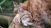 Dartmoor Zoo celebrates as runaway lynx Flaviu becomes dad to adorable new kits