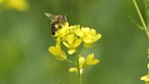 Proyecto Bee: Conservación de abejas y polinizadores en México