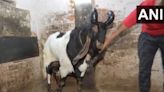 Eid-al-Adha: Madhya Pradesh man sells sacrificial goats priced at Rs 50,000-Rs 7.5 lakh. Watch