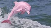 Internet abuzz after rare pink dolphin spotted in US waters: but is it real?