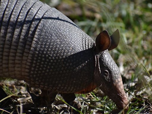 Audubon Zoo Welcomes Birth of First Hairy Armadillos Born in U.S. Since 2018