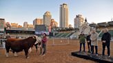 “Místico”, el primer animal en ingresar a la Expo Rural de Palermo y que homenajea a la Selección Argentina