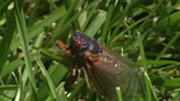 'Cicadapalooza' in Lake Geneva giving people something to 'buzz' about